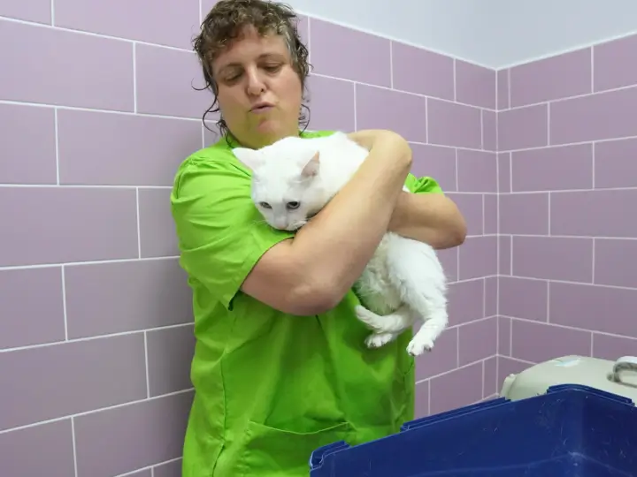 Doctora veterinaria atendiendo a un gato en la clínica Veterinaria Arasa de Tortosa