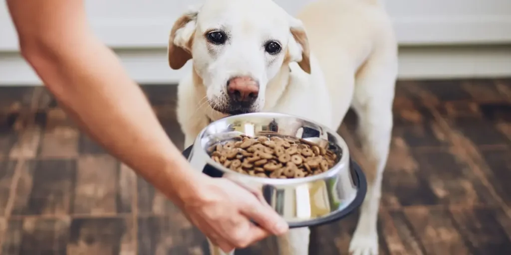 Perro comiendo pienso de calidad recomendado en la clínica veterinaria ARASA en Tortosa
