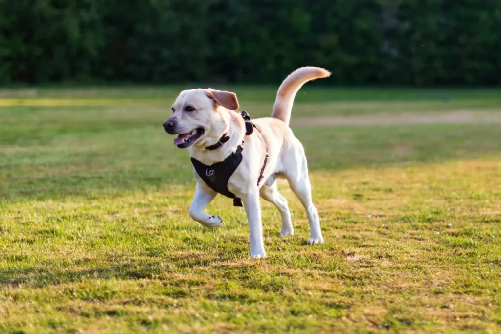 Veterinario aplicando desparasitación a un perro en ARASA Tortosa