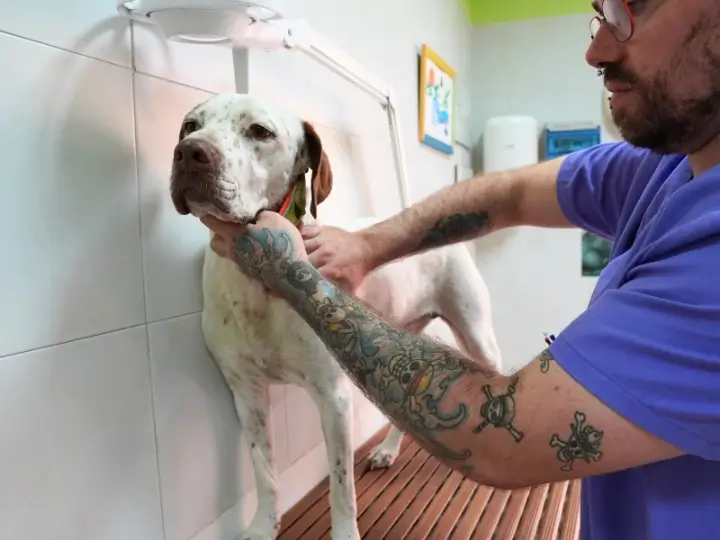 Veterinario realizando revisión a un perro en la clínica ARASA en Tortosa