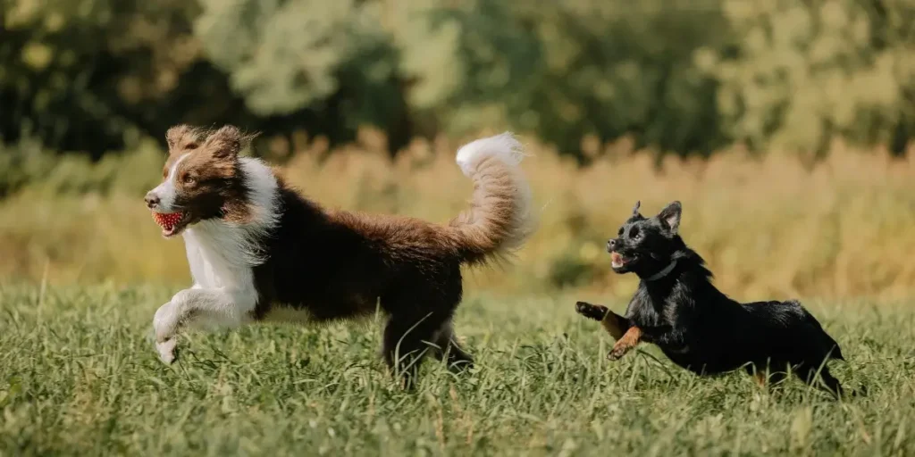 Perros corriendo con buena salud gracias a la alimentación recomendada por la clínica veterinaria ARASA en Tortosa