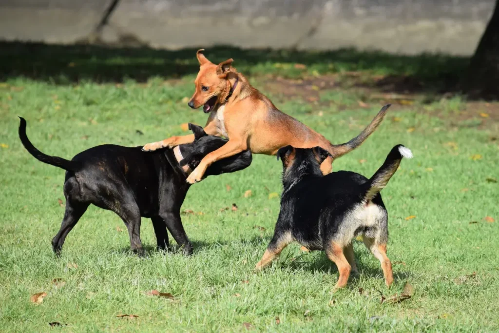 Perros jugando y educándose en la residencia canina de ARASA en Tortosa