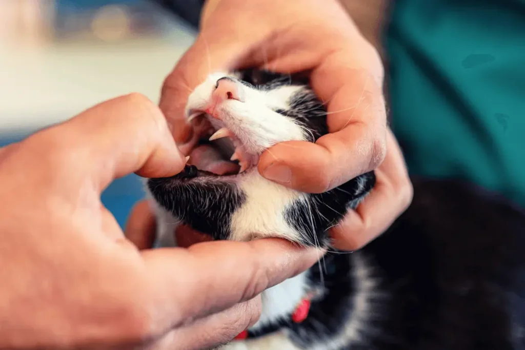 Gato durante revisión veterinaria en la clínica ARASA en Tortosa