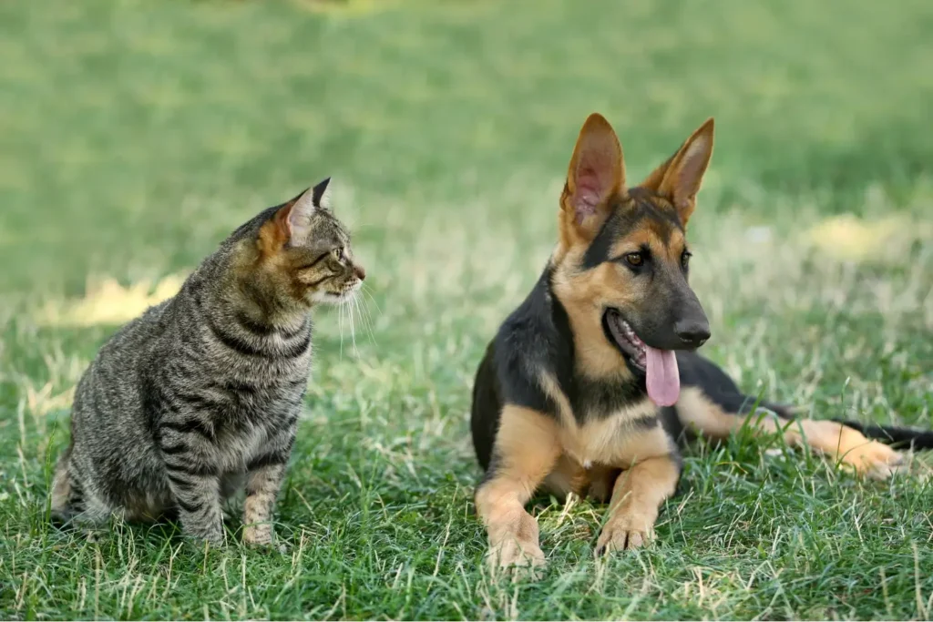 Perro y Gato en la residencia canina y felina CaniHotel de tortosa