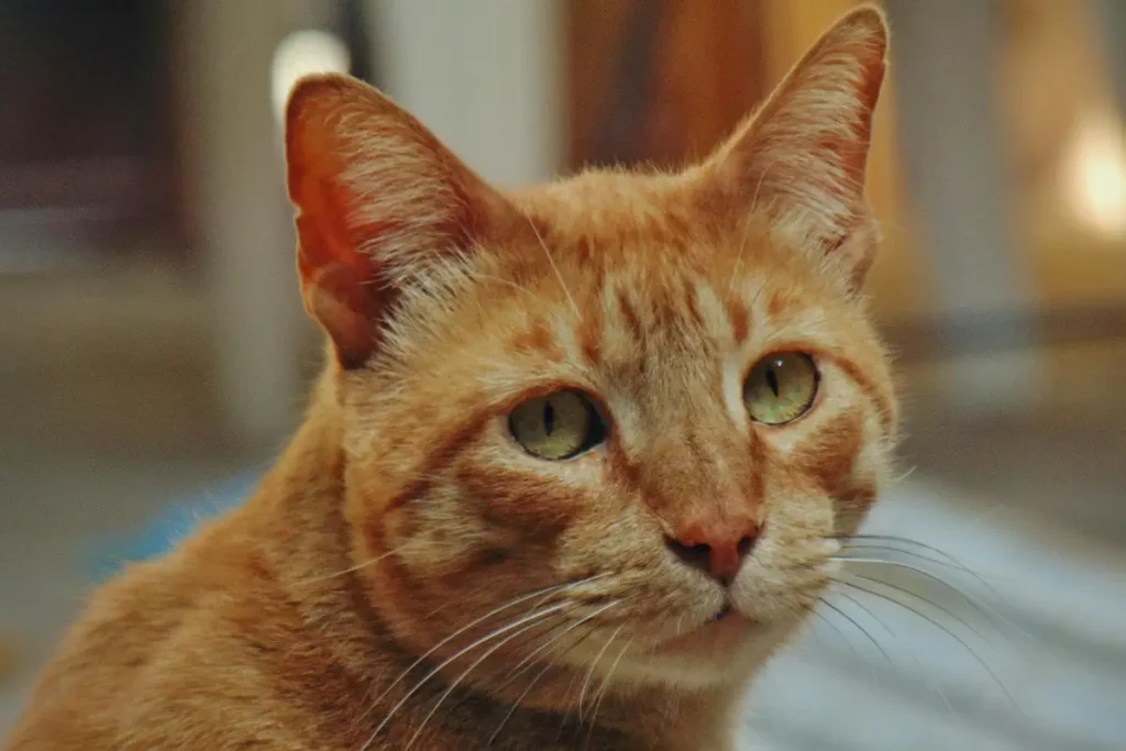 Gato con problemas en los ojos durante cirugía oftalmológica en la Veterinaria Arasa de Tortosa