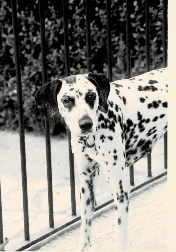 Els meus ulls: una història real d’amor entre una veterinària i els seus gossos