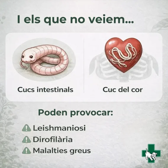 interns-clinica-veterinaria-arasa