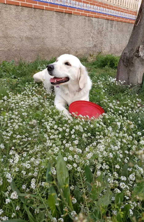 Amb l'arribada de la primavera, els dies s'allarguen, les temperatures pugen i la natura es desperta. Però no només les flors floreixen! També és la temporada alta per a un problema molt comú i preocupant per a les nostres mascotes: els paràsits.