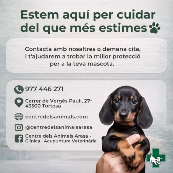 promo-clinica-veterinaria-arasa
