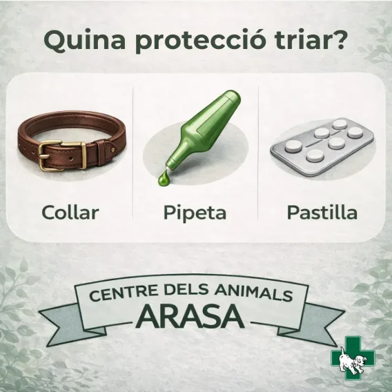 proteccio-clinica-veterinaria-arasa